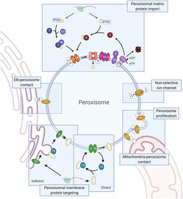 Comparative Genomics of Peroxisome Biogenesis Proteins: Making Sense of the PEX Proteins